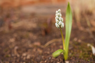 View of the spring flowers of Pushkin forest. A new fresh flower blooms on a beautiful sunny morning. Selective focus
