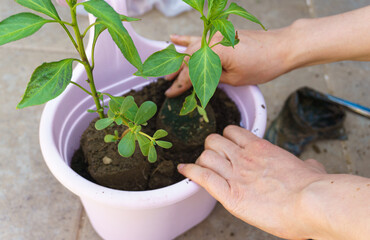 Hands planting pepper seedling in a flower pot. Growing food at home.