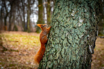 Red squirrel.