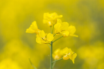 A vibrant rapeseed flower with a shallow depth of field