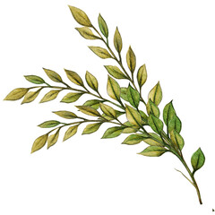 watercolor hand drawn decorative greenery element