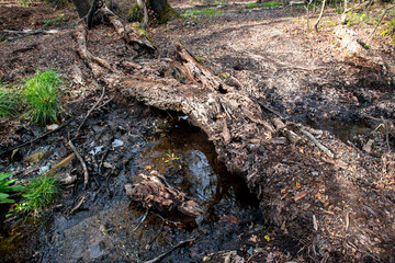 Green oriental sweetgum forest, Liquidambar orientalis, endemic to Turkey, Marmaris Gunnucek Milli Parki , Mugla