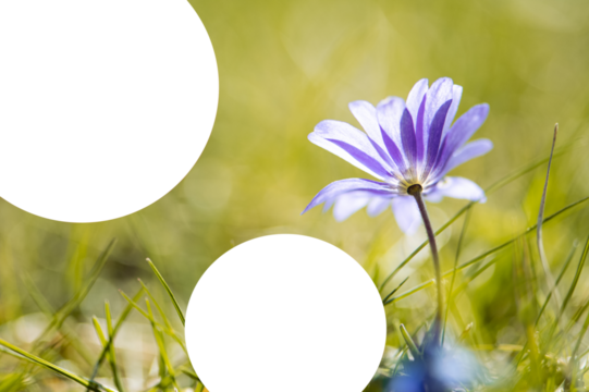 small lilac flower on meadow, tilted towards the sun