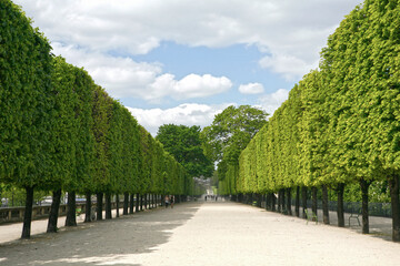 Paris (France) garden/park alley with two rows of green trees, a gravel path, green iron chairs,...