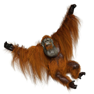 A 3d rendered overlay of an orangutan hanging. HWWO Stock 