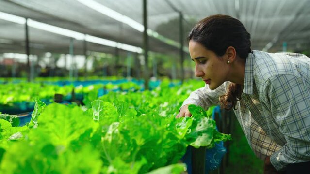 Female farmer working at organic farm. She checking vegetable at greenhouse. Lifestyleand farmer concept.