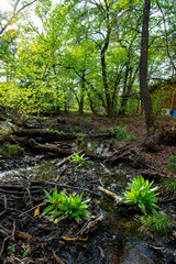 Leaf on tree branch from Liquidambar styraciflua on blurry light green background. Selective focus. Close-up. Green oriental sweetgum forest, Liquidambar orientalis, endemic to Turkey, Marmaris 