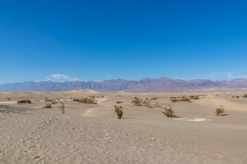 Plakat Panoramic view on Mesquite Flat Sand Dunes in Death Valley National Park, California, USA. Looking at dry Mojave desert on hot sunny summer day with Amargosa Mountain Range in the back. Landscape