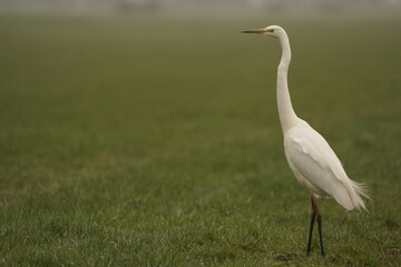 A great egret (Ardea alba) standing in a meadow