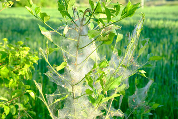 spider web moth on young plants, bushes trees, trunks continuous cobweb, parasites devour...