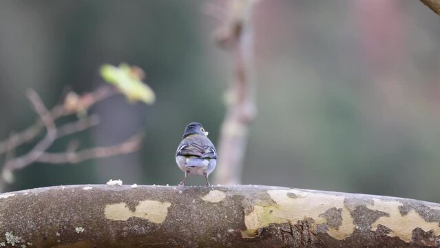 4K video of a bird in Madeira at Vereda dos Balc&otilde;es. The birds fly south in winter because of the warmth.