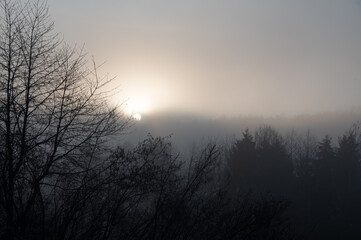 A forest on a frosty foggy morning at sunrise