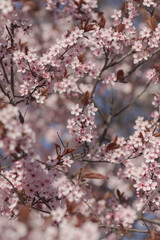 Obraz premium Beautiful pink cherry blossom with nice bokeh