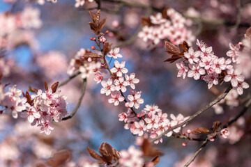 Beautiful pink cherry blossom with nice bokeh