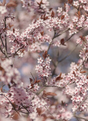 Beautiful pink cherry blossom with nice bokeh