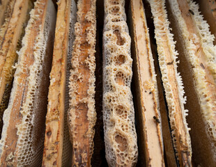 Beautiful honeycomb with bees close-up.