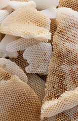 Beautiful honeycomb with bees close-up.