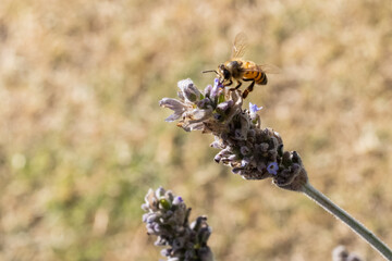 Abeja en lavanda