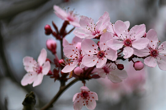 Thursday Primavera รูปภาพPrimavera – เลือกดูภาพถ่ายสต็อก เวกเตอร์ และวิดีโอ535,057 | Adobe ...