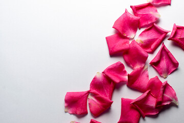 The rose petals are spread out on a white colored paper as a background. Used selective focus and copy space in the frame for text.