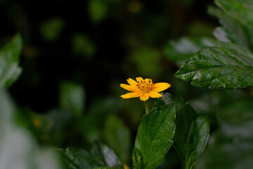 Yellow colored flower known as Yellow Creeping Daisy with green leaves. Used selective focus and copy space