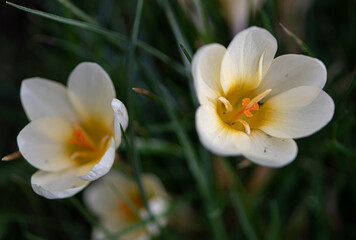 Macro de petit fleur blanche