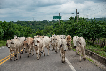 Cows on a rural road in warm weather in Colombia.