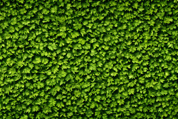 Zoom on Green Foliage Texture created with Generative AI Technology
