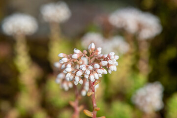 Close up of white stonecrop (sedum album) flowers in bloom