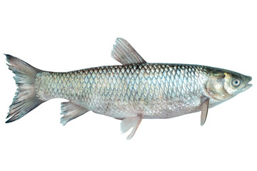 Ctenopharyngodon idella live fish isolated on transparent background. White amur fish.