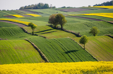Spring farmland in the hills of Roztocze in Poland.  Young green cereals.  Blooming rapeseed. Low shining sun illuminating fields, Trees and bushes. Roztocze. Eastern Poland.
