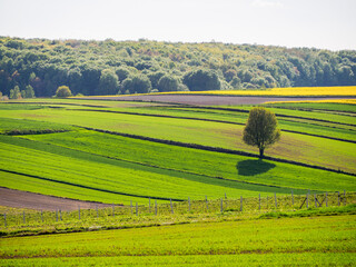 Spring farmland in the hills of Roztocze in Poland.  Young green cereals.  Blooming rapeseed. Low shining sun illuminating fields, Trees and bushes. Roztocze. Eastern Poland.
