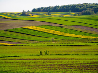 Spring farmland in the hills of Roztocze in Poland.  Young green cereals.  Blooming rapeseed. Low shining sun illuminating fields, Trees and bushes. Roztocze. Eastern Poland.