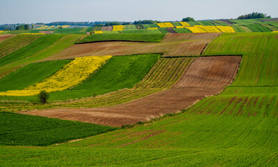 Fototapeta premium Spring farmland in the hills of Roztocze in Poland. Young green cereals. Blooming rapeseed. Low shining sun illuminating fields, Trees and bushes. Roztocze. Eastern Poland.