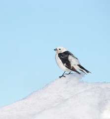 Snow Bunting, Plectrophenax nivalis, in breeding plumage, atop a snow drift with clear blue sky background, in Barrow, Alaska