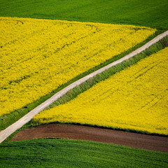 Spring farmland in the hills of Roztocze in Poland.  Young green cereals.  Blooming rapeseed. Low shining sun illuminating fields, Trees and bushes. Roztocze. Eastern Poland.