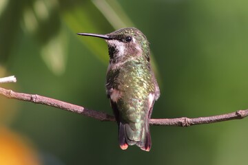 Bird in its natural habitat