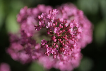 Obraz premium Flora of Gran Canaria - Centranthus ruber, red valerian, invasive in Canaries natural macro floral background