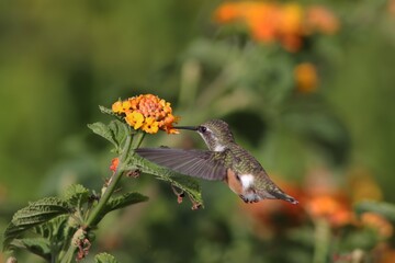 Bird in its natural habitat