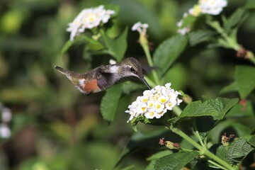 Bird in its natural habitat