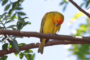 Bird in its natural habitat