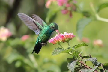 Bird in its natural habitat