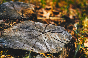 Old cracked wooden stump close up on a forest sunny brown glade