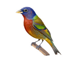 Fototapeta premium isolated bunting bird macro photo illustration, spring illustration, PNG, up close, Transparent Background, vertical, horizontal, Emberiza bird, generative ai