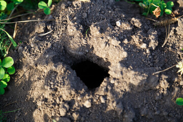 A close up of real wormhole in the park. A hole dug by a mole in the ground