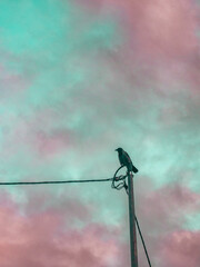 Ptak siedzący na słupie energetycznym na tle kolorowego zachmurzonego nieba
