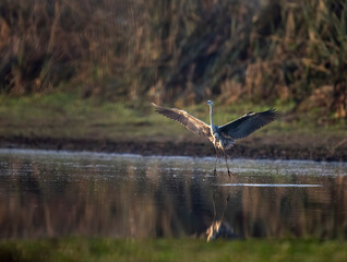 Grey heron Landing in Wetland
