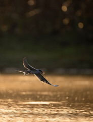 River tern Flying with Fish in beak 