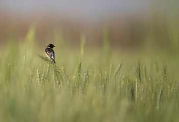 Stone Chat bird in Wheat fields
