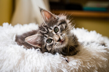 Obraz premium tabby kitten in white bed